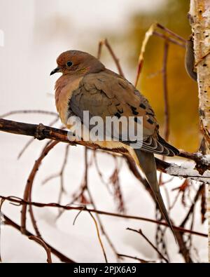 Pianure dove primo piano profilo vista laterale nella stagione invernale arroccato con uno sfondo forestale nel suo ambiente e habitat circostante. Colomba Pictu Foto Stock