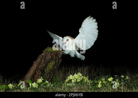 Gufo di fienile (Tyto alba) e primule Foto Stock