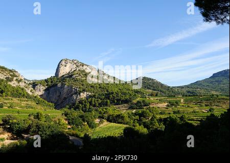 Les Dentelles de Montmirail, quartiere di Vaucluse. Provenza, Francia. Foto Stock