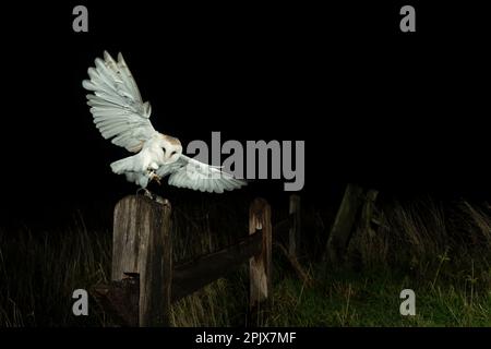 Gufo di fienile (Tyto alba) che atterra sulla posta Foto Stock