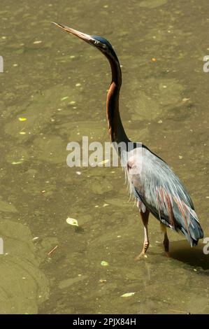 L'airone Goliath (Ardea goliath), noto anche come airone gigante, è un uccello guado molto grande della famiglia Ardeidae. Foto scattata in captivit Foto Stock