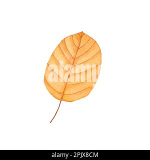 foglia d'autunno acquerello - marrone, oro. illustrazione autunnale per biglietti d'auguri, inviti, tessuti, stampe. design isolato su sfondo bianco. Foto Stock