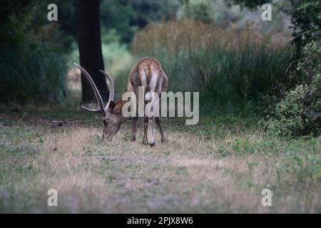 Bosco della Mesola è ciò che rimane del complesso forestale che nel Medioevo copriva la costa padana. Incontri piuttosto stretti con la sottospecie Foto Stock