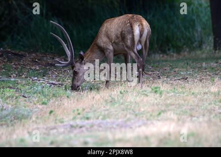 Bosco della Mesola è ciò che rimane del complesso forestale che nel Medioevo copriva la costa padana. Incontri piuttosto stretti con la sottospecie Foto Stock