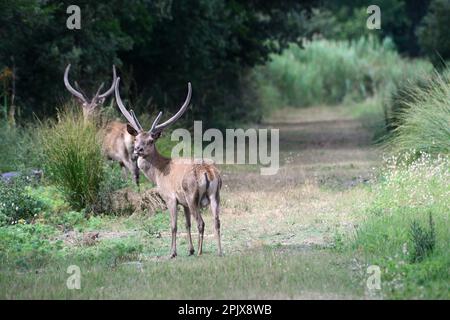 Bosco della Mesola è ciò che rimane del complesso forestale che nel Medioevo copriva la costa padana. Incontri piuttosto stretti con la sottospecie Foto Stock