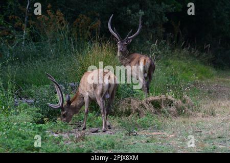 Bosco della Mesola è ciò che rimane del complesso forestale che nel Medioevo copriva la costa padana. Incontri piuttosto stretti con la sottospecie Foto Stock