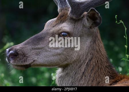 Bosco della Mesola è ciò che rimane del complesso forestale che nel Medioevo copriva la costa padana. Incontri piuttosto stretti con la sottospecie Foto Stock