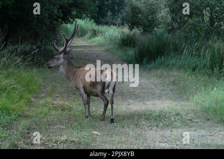 Bosco della Mesola è ciò che rimane del complesso forestale che nel Medioevo copriva la costa padana. Incontri piuttosto stretti con la sottospecie Foto Stock