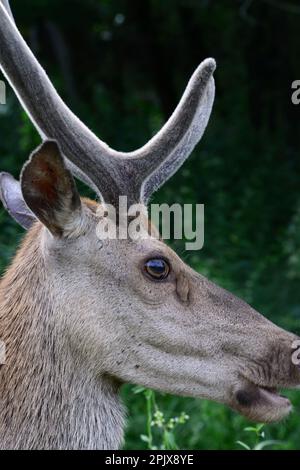 Bosco della Mesola è ciò che rimane del complesso forestale che nel Medioevo copriva la costa padana. Incontri piuttosto stretti con la sottospecie Foto Stock