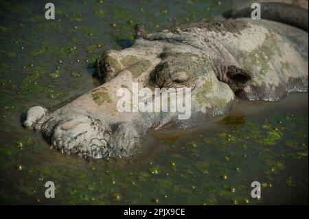 L'ippopotamo (ippopotamo anfibio) o ippopotamo comune o ippopotamo fluviale. Foto scattata in cattività al Parco Safari delle Langhe, Muraz Foto Stock