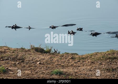 L'ippopotamo (ippopotamo anfibio) o ippopotamo comune o ippopotamo fluviale. Foto scattata nella natura selvaggia alla Sabi Sands Reserve, South A. Foto Stock