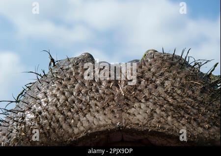 L'ippopotamo (ippopotamo anfibio) o ippopotamo comune o ippopotamo fluviale. Foto scattata in cattività al Parco Safari delle Langhe, Muraz Foto Stock