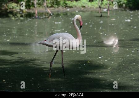 Flamingo maggiore (Phoenicopterus roseus). Foto scattata in cattività a Oasi di Sant'Alessio, Sant'Alessio con Vialone, Pavia, Lombardia, Italia, Europa Foto Stock