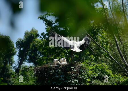 La cicogna bianca (Ciconia ciconia) è un uccello della famiglia dei Ciconiidae. La cicogna bianca (Ciconia ciconia) è un grosso uccello della cicogna fami Foto Stock