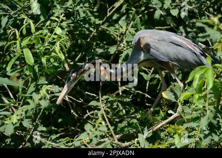 L'airone porpora (Ardea purpurea) è un uccello della famiglia degli Ardeidi. Foto scattata nella natura selvaggia a Oasi di Sant' Foto Stock