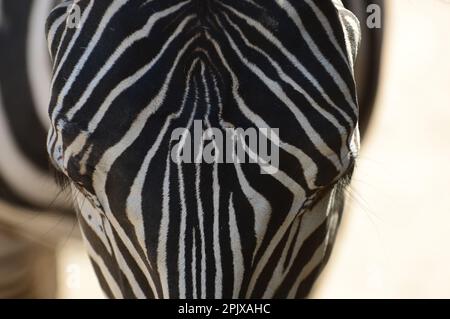 La zebra pianeggiante (Equus quagga, precedentemente Equus burchellii), anche nota come zebra comune, è la specie o più comune e geograficamente diffusa Foto Stock