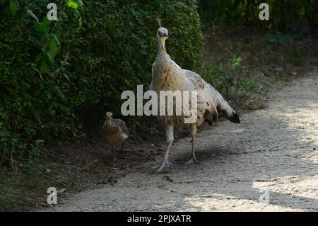 La femmina indiana con ceci (Pavo cristate), conosciuta anche come la comune ceci, e la ceci blu. Foto scattata in cattività a Zoom, Cumana Foto Stock