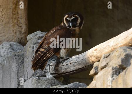 Gufo della baia dello Sri Lanka (Phodilus assimilis), foto scattata in cattività a Zoom, Cumiana, Torino, Piemonte, Italia, Europa Foto Stock