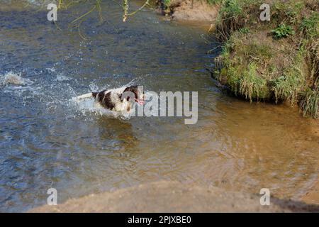 Springer spaniel in esecuzione per il gioco Foto Stock