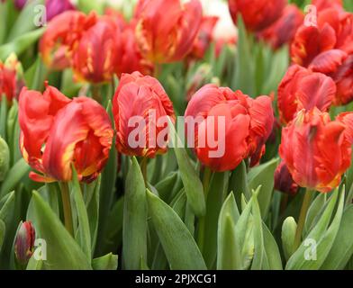 Dolce e fantastico doppio Rococo Parrot Tulipani, grandi fiori doppi in primavera Foto Stock