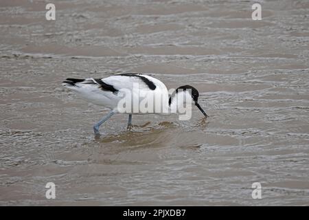 Alimentazione di Avocet al Thornham Norflok Foto Stock