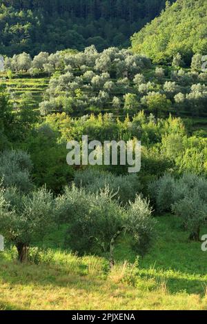 Ulivo, Vallee de la Roya, Parc National du Mercantour, Alpes Maritimes, 06, Cote d'Azur, Francia Foto Stock