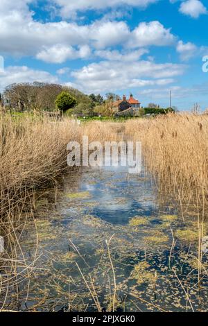 Riserva naturale di Cley Marshes del Norfolk Wildlife Trust, sulla costa settentrionale del Norfolk. Foto Stock