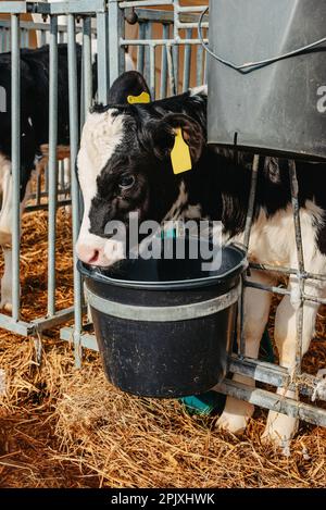 Piccolo vitello con le etichette gialle in piedi in gabbia in fienile di bestiame soleggiato in fattoria in campagna guardando la macchina fotografica. Bestiame bovino che incrocia, prendendosi cura di un Foto Stock