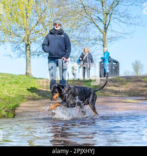 Kidderminster, Regno Unito. 4th aprile 2023. Tempo nel Regno Unito: Il sole primaverile e il cielo blu rendono il parco perfetto per il tempo di gioco. Un giovane cane si sta veramente godendo qui, divertendosi a tuffarsi in acqua, inseguendo la sua riflessione e divertendo i passanti! Credit: Lee Hudson/Alamy Live News Foto Stock