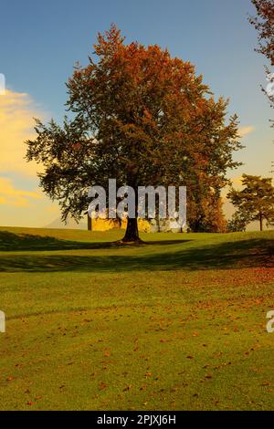 Albero e Casa sul campo con Vista montagna in autunno in Lombardia. Foto Stock