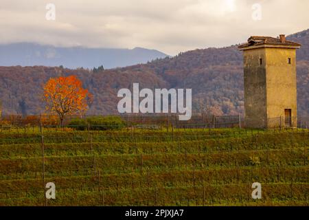 Vigneto a collina d'oro con montagna a Lugano, Ticino in Svizzera. Foto Stock