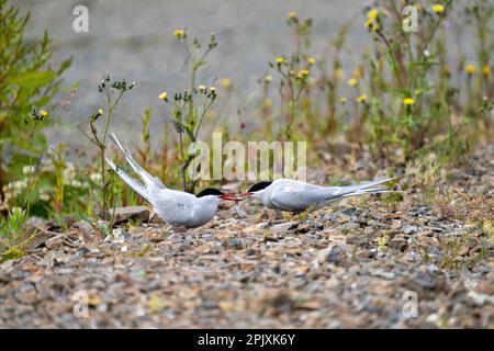 Arctic Tern Food Pass fase tre Foto Stock