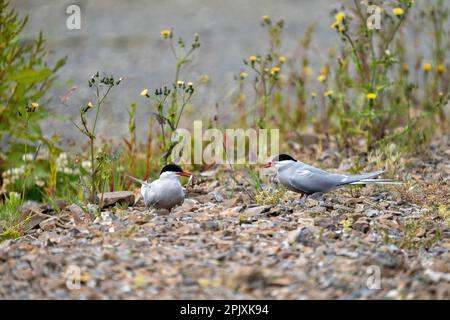 Tappa uno dell'Arctic Tern Food Pass Foto Stock