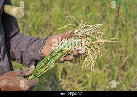 03 aprile 2023. Sylhet-Bangladesh: Jalal mia, un agricoltore di 65 anni di Uftar Haor nell'Unione Khadim Nagar di Sylhet, mostra i suoi raccolti danneggiati in mano dopo che il fungo ha attaccato il suo intero campo di coltura. A causa di condizioni meteorologiche avverse, a causa di una pioggia insufficiente nella stagione invernale nel paese, questa malattia da fungo blastica sta colpendo le varietà di riso BRRI-28 e BRRI-29 e anche spruzzando il farmaco non ha prodotto risultati. Il 03 aprile 2023 a Sylhet, Bangladesh (Foto di MD Rafayat Haque Khan/Eyepix Group/Sipa USA) Foto Stock