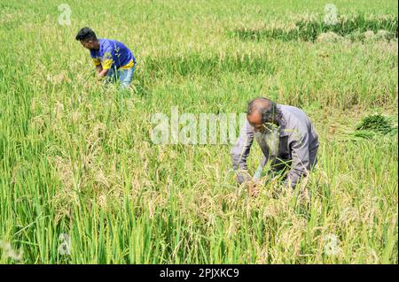 03 aprile 2023. Sylhet-Bangladesh: Jalal mia, un agricoltore di 65 anni di Uftar Haor nell'Unione Khadim Nagar di Sylhet, che ha tagliato i suoi raccolti danneggiati dopo che il fungo ha attaccato l'intero suo campo di coltura. A causa di condizioni meteorologiche avverse, a causa di una pioggia insufficiente nella stagione invernale nel paese, questa malattia da fungo blastica sta colpendo le varietà di riso BRRI-28 e BRRI-29 e anche spruzzando il farmaco non ha prodotto risultati. Il 03 aprile 2023 a Sylhet, Bangladesh (Foto di MD Rafayat Haque Khan/Eyepix Group/Sipa USA) Foto Stock