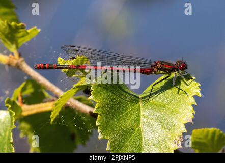 Lato a immagine di una grande damselfly rossa maschile (Pyrrosoma nymphula) che riposa su una foglia sopra uno stagno in un caldo giorno d’estate. Foto Stock