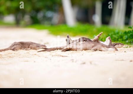 La famiglia delle lontre rivestite liscia riposa sulla spiaggia dopo aver cacciato i pesci in mare e aver viaggiato lungo la costa di Singapore Foto Stock