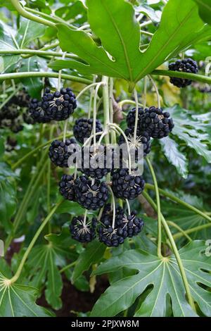Fatsia japonica, aralia giapponese, olio di ricino, fatsi, arbusto sempreverde, piccolo frutto nero Foto Stock