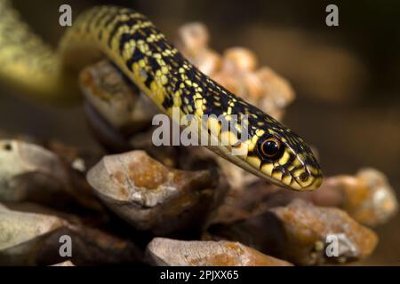 Coluber viridiflavus (Biacco) (serpente WIP occidentale). Pineta di Baratz. Sassari. Sardegna, Italia Foto Stock