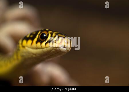 Coluber viridiflavus (Biacco) (serpente WIP occidentale). Pineta di Baratz. Sassari. Sardegna, Italia Foto Stock