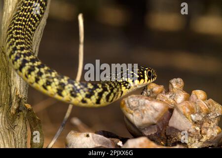 Coluber viridiflavus (Biacco) (serpente WIP occidentale). Pineta di Baratz. Sassari. Sardegna, Italia Foto Stock