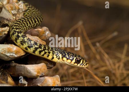 Coluber viridiflavus (Biacco) (serpente WIP occidentale). Pineta di Baratz. Sassari. Sardegna, Italia Foto Stock