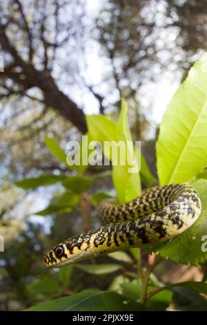 Coluber viridiflavus (Biacco) (serpente WIP occidentale). Pineta di Baratz. Sassari. Sardegna, Italia Foto Stock