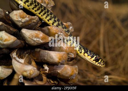 Coluber viridiflavus (Biacco) (serpente WIP occidentale). Pineta di Baratz. Sassari. Sardegna, Italia Foto Stock