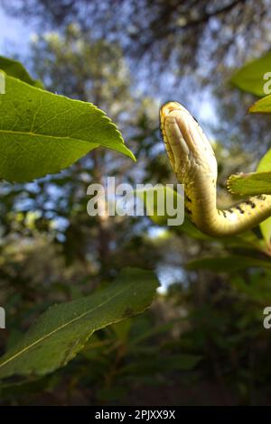 Coluber viridiflavus (Biacco) (serpente WIP occidentale). Pineta di Baratz. Sassari. Sardegna, Italia Foto Stock