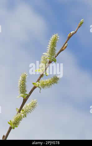 Ramoscello di salice alle orecchie con cetrioli contro un cielo blu con nuvole bianche Foto Stock