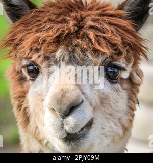 Reken, NRW, Germania. 04th Apr, 2023. Una curiosa alpaca ha un aspetto carino sul suo volto, mentre il fotografo si trova oggi al parco faunistico Frankenhof nella Muensterland. Il gregge di alpaca si stava godendo chiaramente una giornata fuori sotto il sole eautiful oggi. Credit: Imageplotter/Alamy Live News Foto Stock