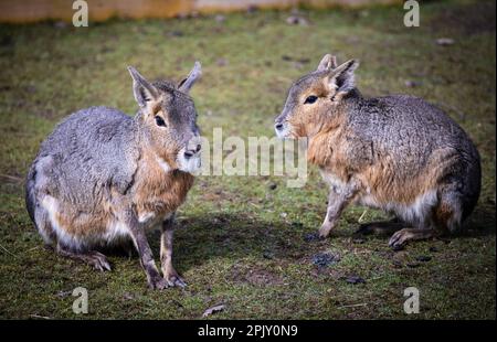 Maras della Patagonia al Safari Park. Foto Stock