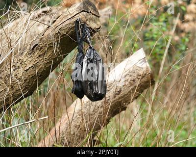 Una scena disordinata di sacchetti di poo di cani di plastica scartati e rifiuti fecali in un ambiente naturale e faunistico, senza persone presenti. Foto Stock