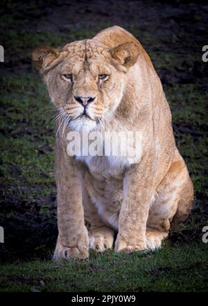 Lion al Safari Park Foto Stock